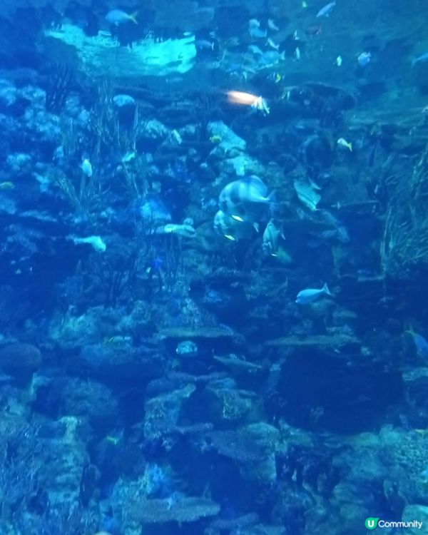 海洋公園探險🐼🐠🌊