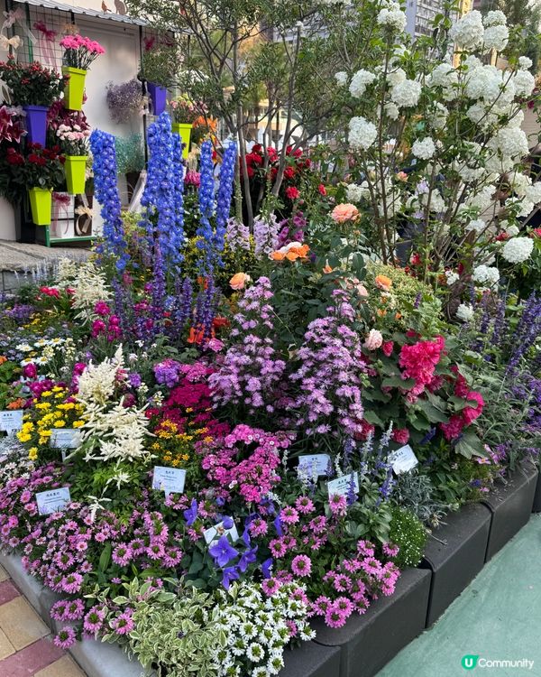 春日賞花🌹🌷