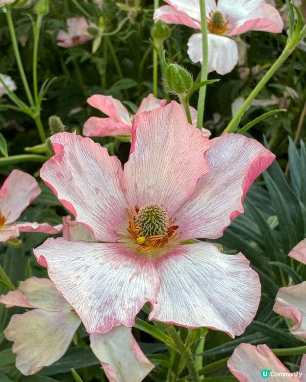 春日賞花🌹🌷