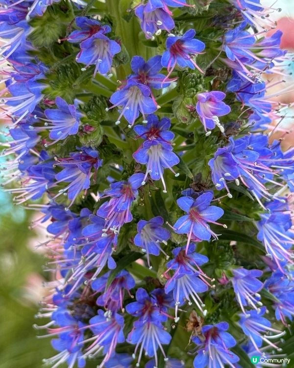 春日賞花🌹🌷