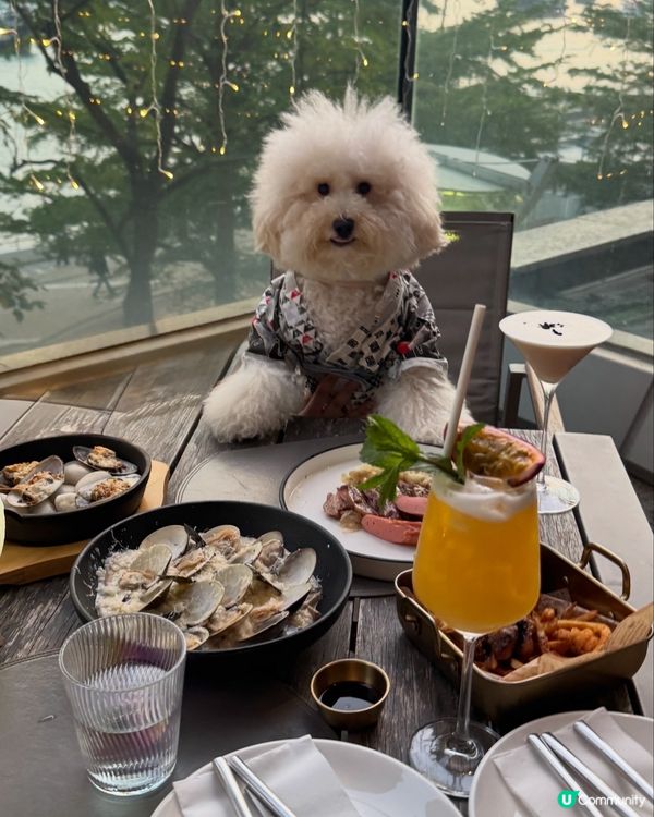 荃灣西終於有寵物友善餐廳❣️