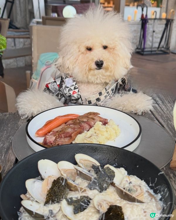 荃灣西終於有寵物友善餐廳❣️