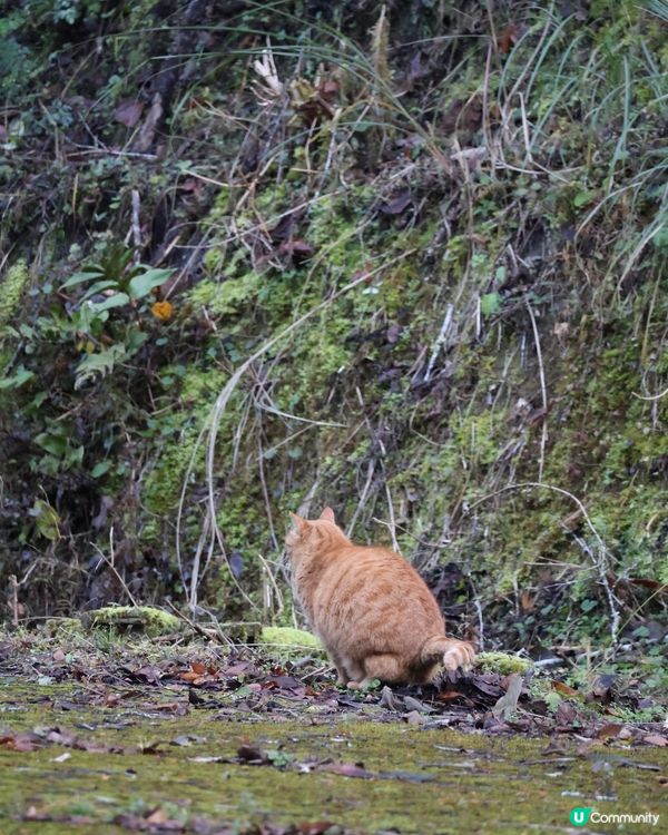 日本四國快閃4日3夜療癒之旅攻略🍀 🎌
