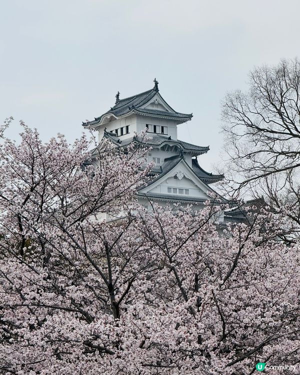 姬路城賞櫻，令人療癒的夢幻櫻花盛宴！🌸