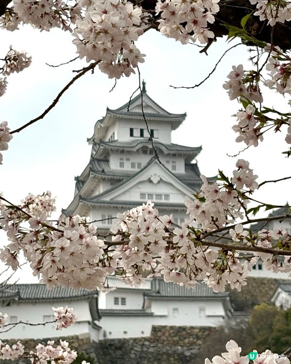 姬路城賞櫻，令人療癒的夢幻櫻花盛宴！🌸