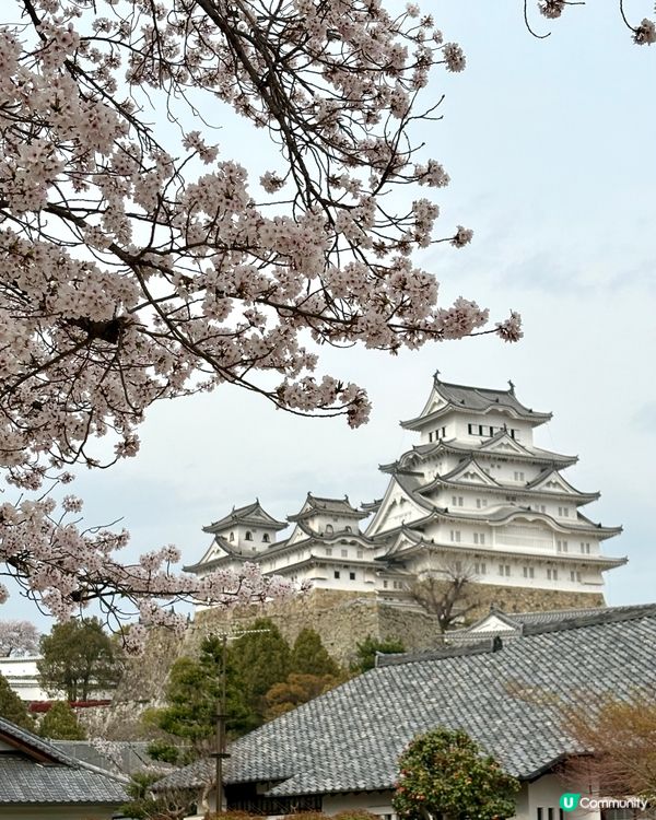 姬路城賞櫻，令人療癒的夢幻櫻花盛宴！🌸
