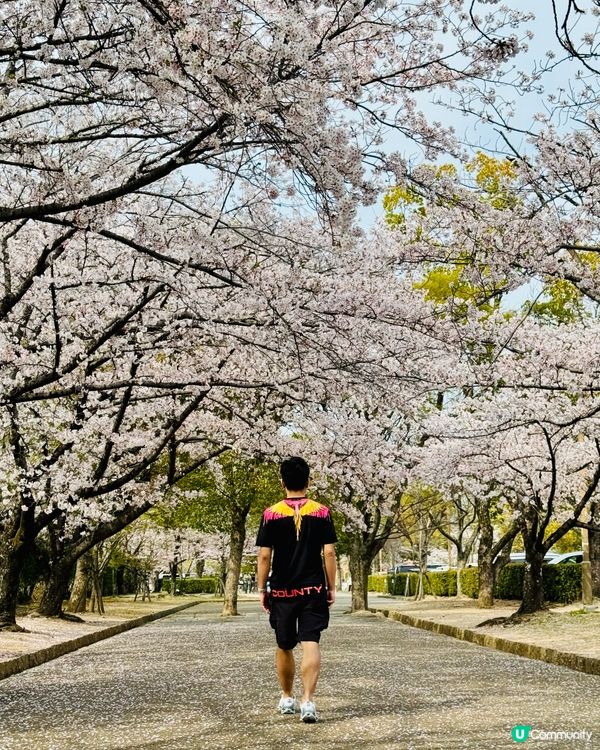 姬路城賞櫻，令人療癒的夢幻櫻花盛宴！🌸