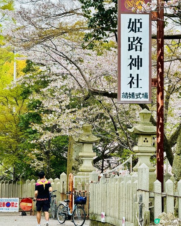 姬路城賞櫻，令人療癒的夢幻櫻花盛宴！🌸