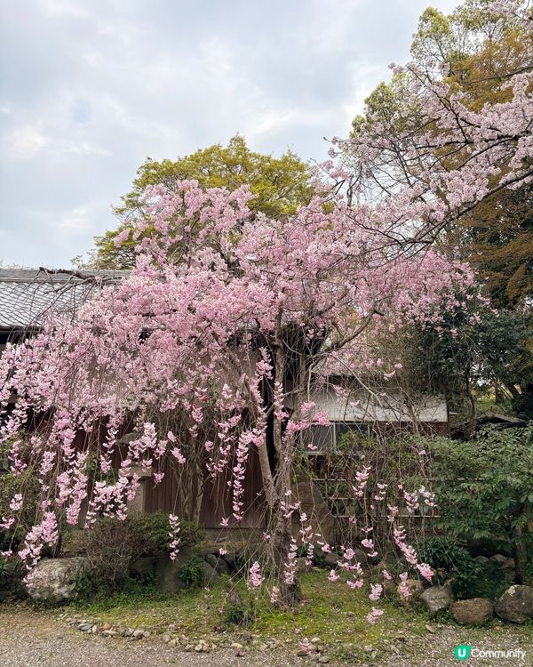 姬路城賞櫻，令人療癒的夢幻櫻花盛宴！🌸