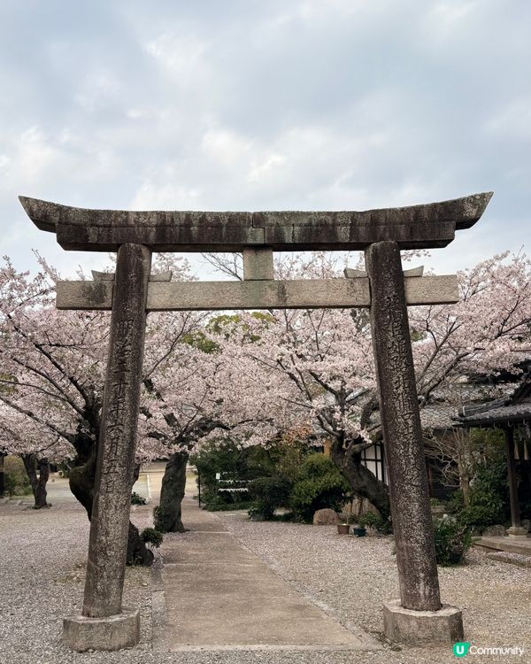 姬路城賞櫻，令人療癒的夢幻櫻花盛宴！🌸