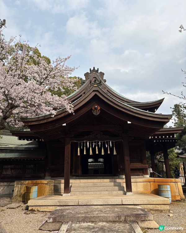 姬路城賞櫻，令人療癒的夢幻櫻花盛宴！🌸