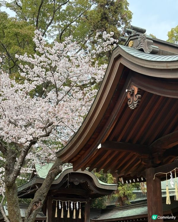 姬路城賞櫻，令人療癒的夢幻櫻花盛宴！🌸