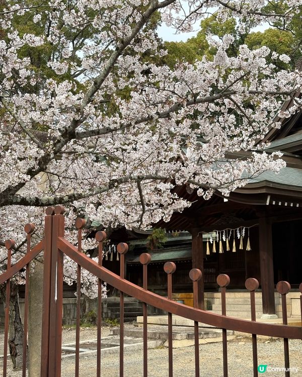 姬路城賞櫻，令人療癒的夢幻櫻花盛宴！🌸