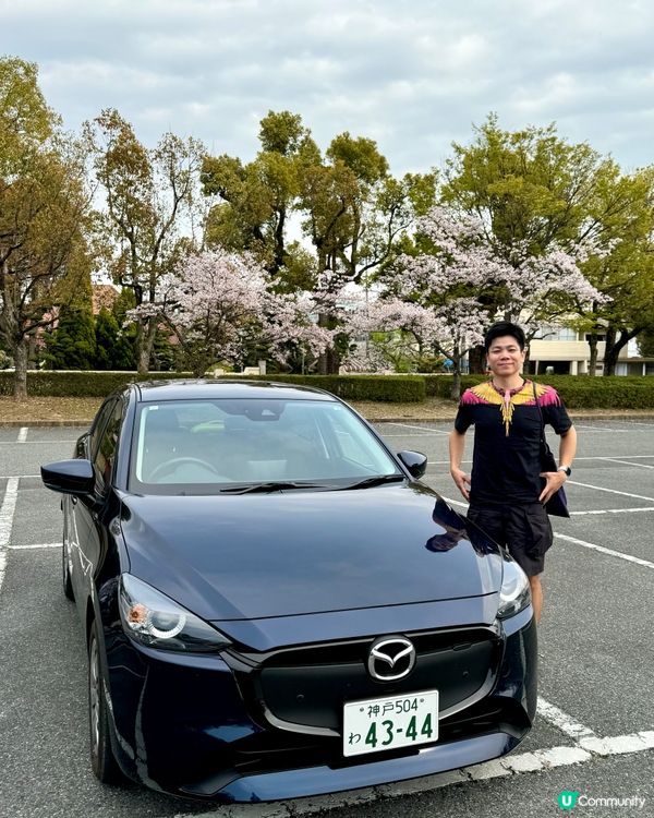 姬路城賞櫻，令人療癒的夢幻櫻花盛宴！🌸