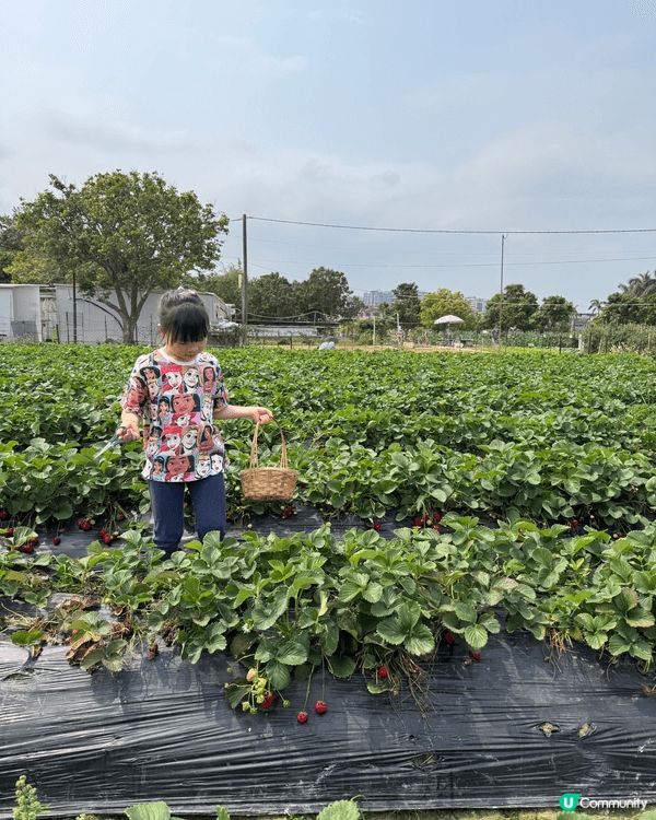 錦田鄉村俱樂部餵動物，摘士多啤梨，親親大自然，仲可以BBQ，...