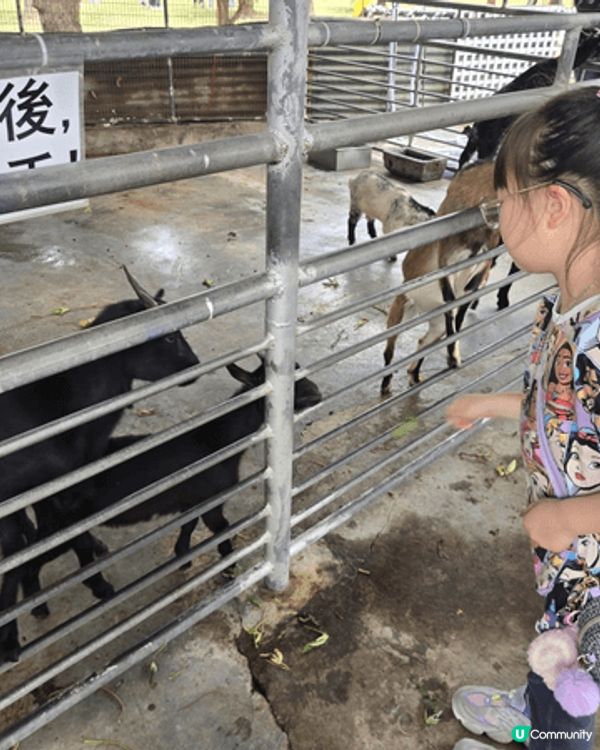 錦田鄉村俱樂部餵動物，摘士多啤梨，親親大自然，仲可以BBQ，...