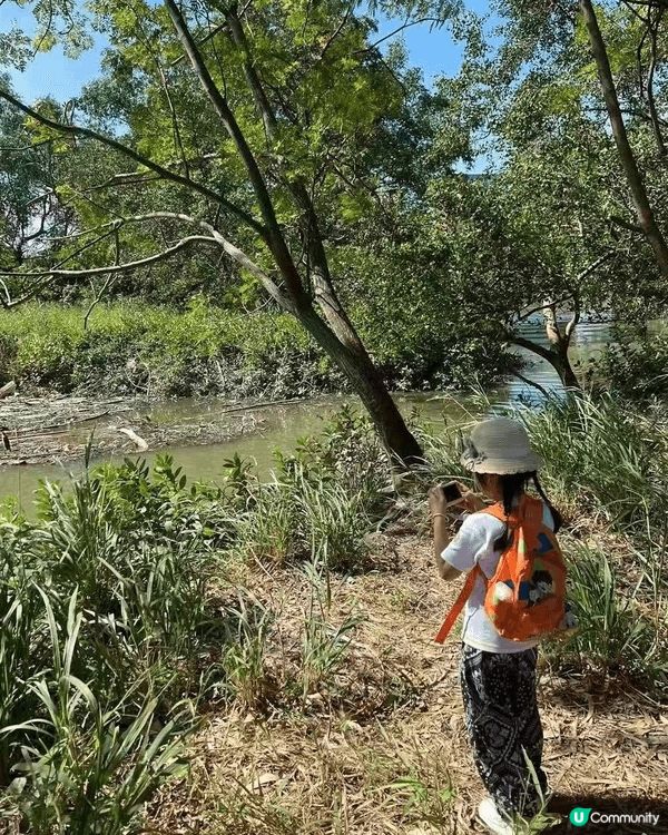 南生圍是香港著名的生態秘境，被譽為「香港後花園」有大片桉樹林...