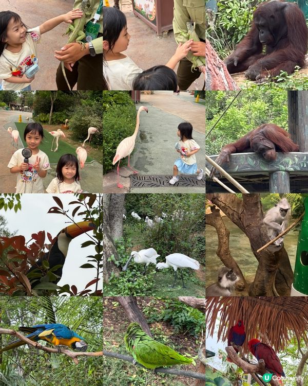 🦒清遠長隆必玩森林王國🦓放電神樹樂園