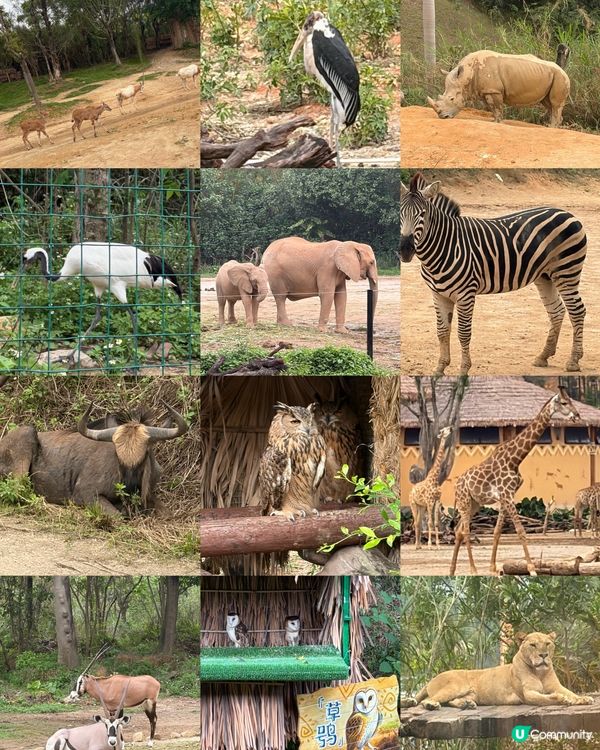 🦒清遠長隆必玩森林王國🦓放電神樹樂園