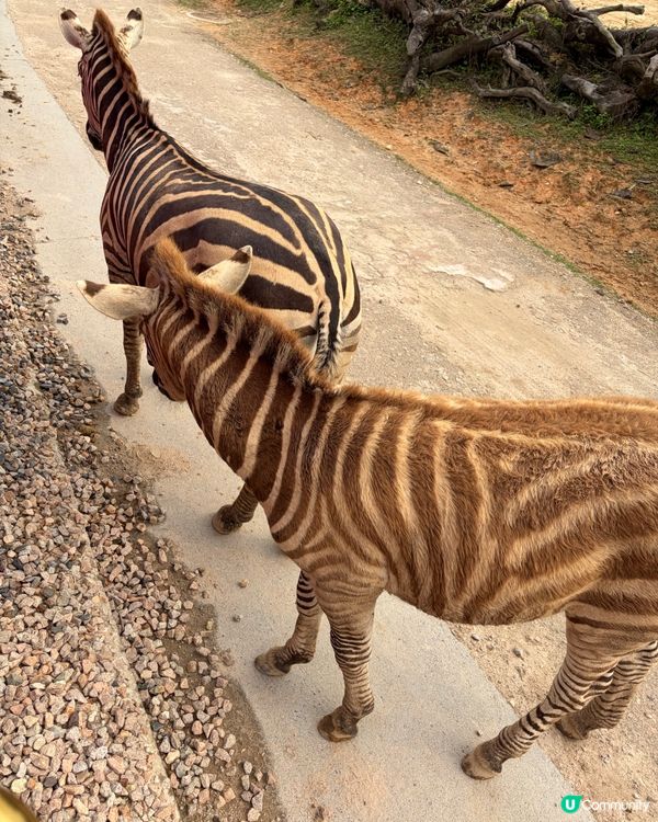 🦒清遠長隆必玩森林王國🦓放電神樹樂園