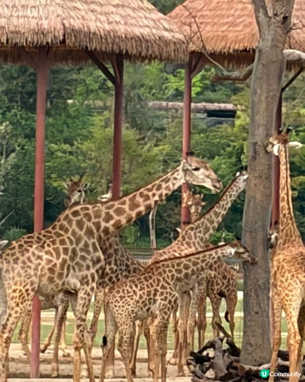 🦒清遠長隆必玩森林王國🦓放電神樹樂園