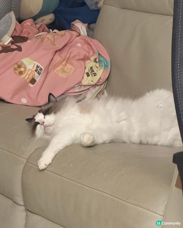 又係時候要曬下我2隻主子😍