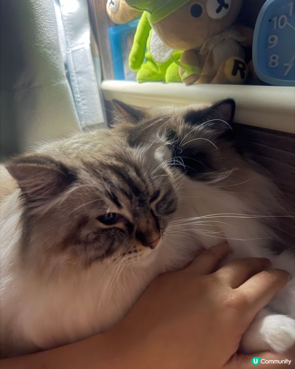 又係時候要曬下我2隻主子😍