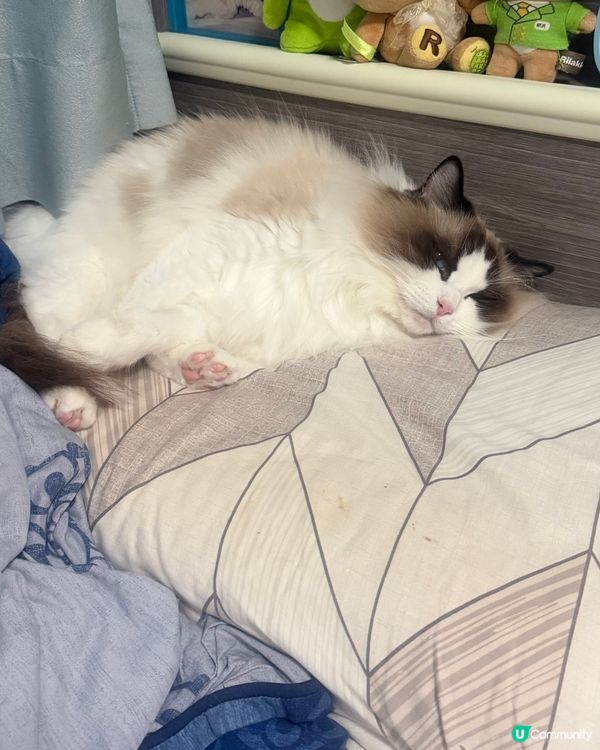 又係時候要曬下我2隻主子😍