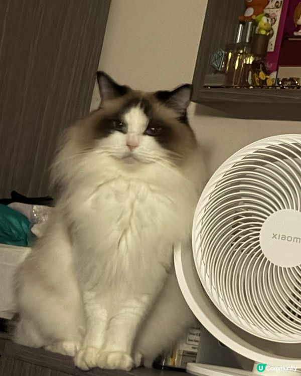 又係時候要曬下我2隻主子😍
