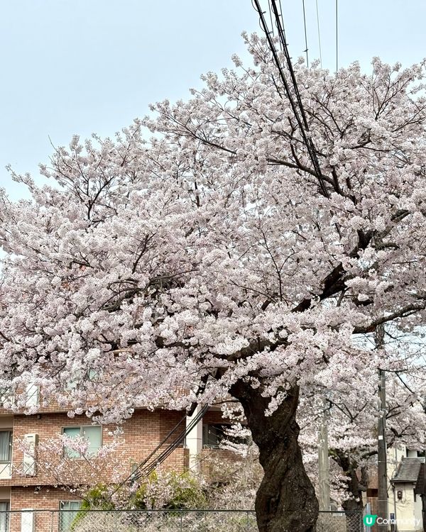 有馬溫泉-日本三大古湯，神戶出發1小時直達
