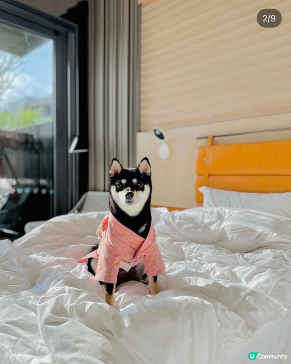 西貢Dogcation 之選