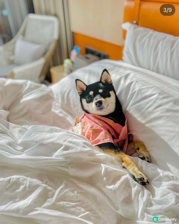 西貢Dogcation 之選