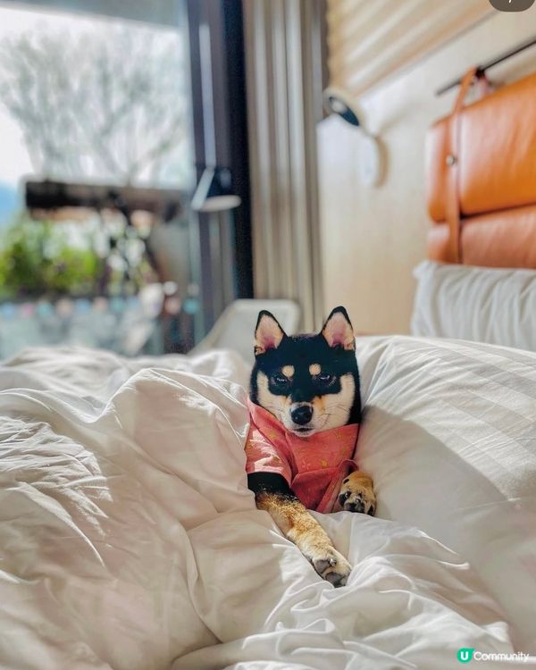 西貢Dogcation 之選