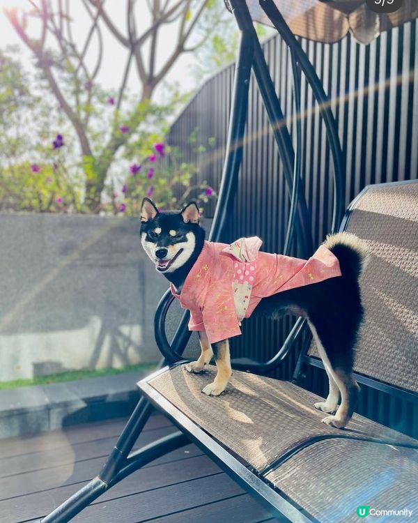 西貢Dogcation 之選