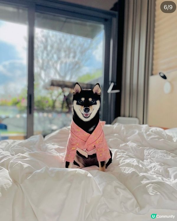 西貢Dogcation 之選