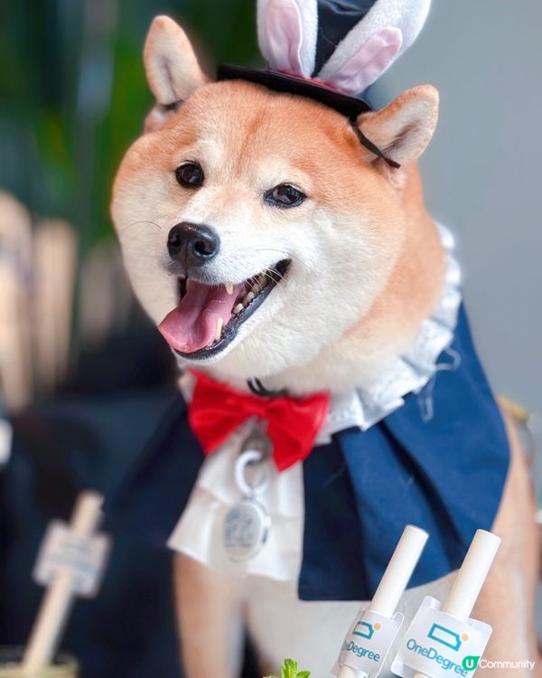 4月期間限定✨OneDegree x HOOMAN café