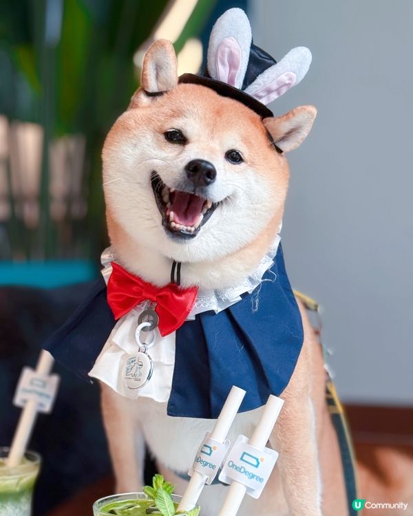 4月期間限定✨OneDegree x HOOMAN café