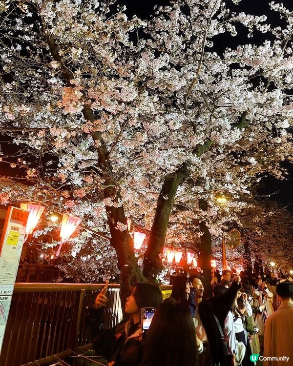 目黑川櫻花隧！🌸🌃💋