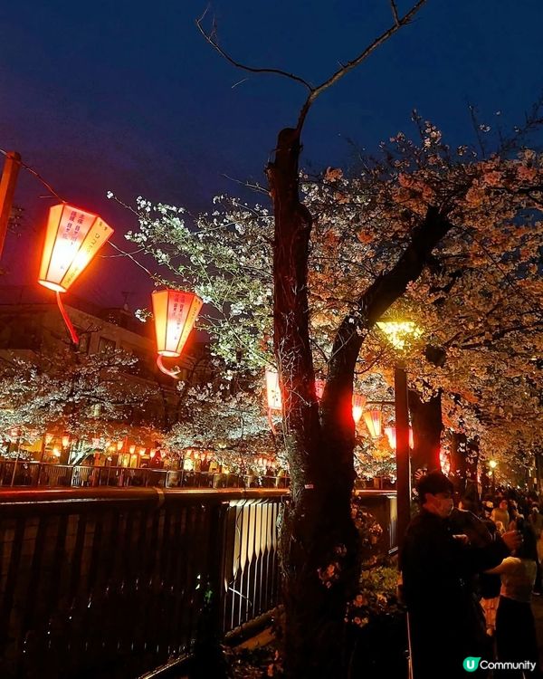 目黑川櫻花隧！🌸🌃💋