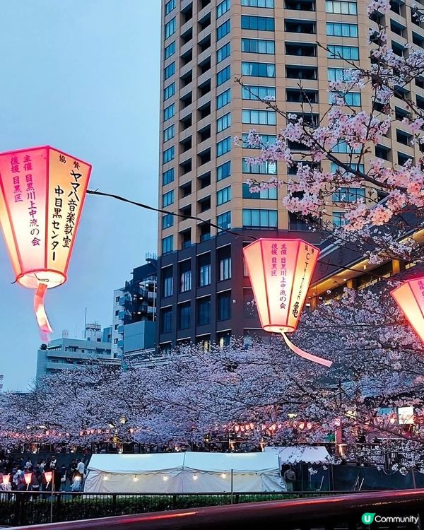 目黑川櫻花隧！🌸🌃💋