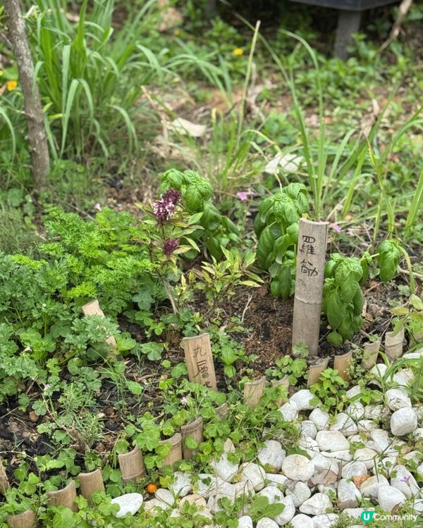 竹夠好玩♻️自製竹筒飯、醃雞摘菜自己嚟