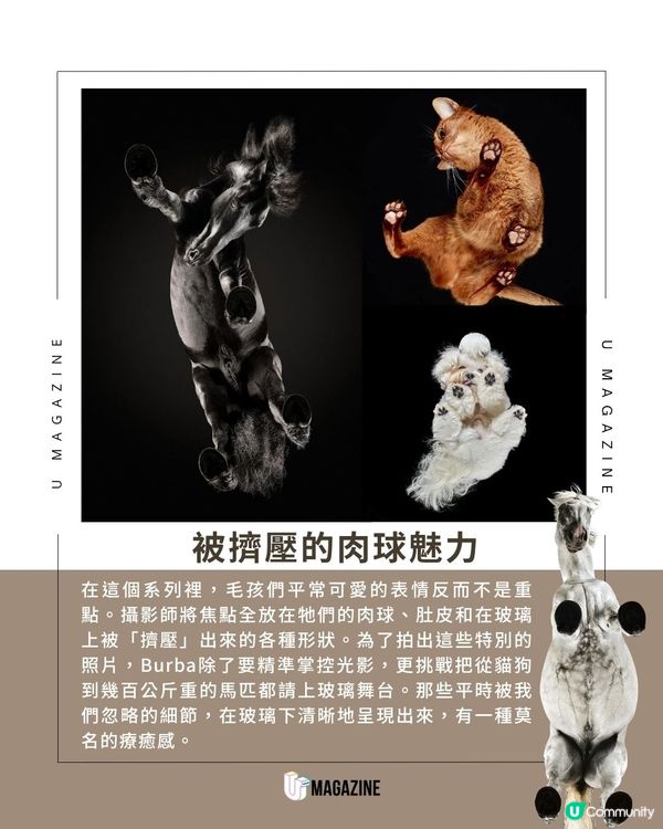 換個角度看！毛孩肉球都變藝術品？連超重馬匹底部視角都拍過！                                    
