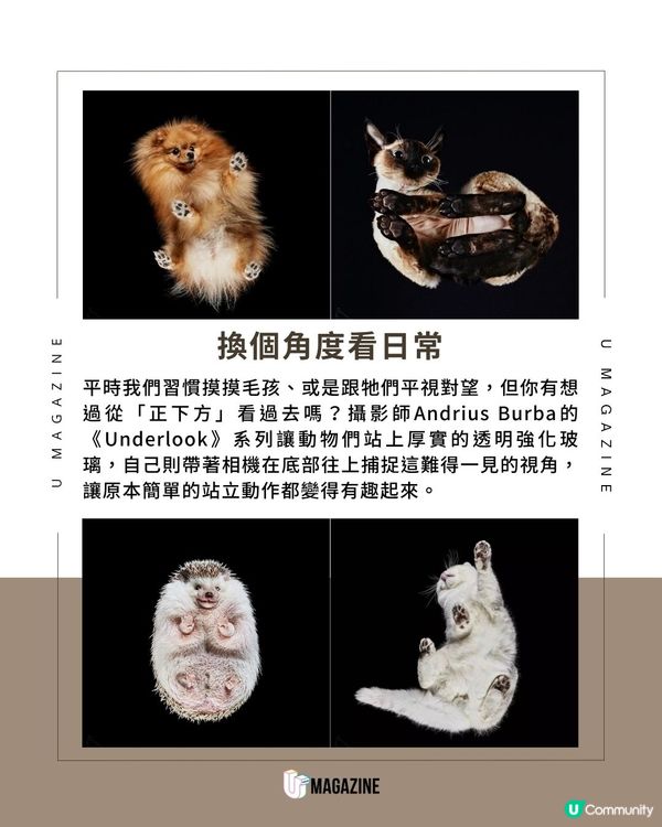 換個角度看！毛孩肉球都變藝術品？連超重馬匹底部視角都拍過！                                    