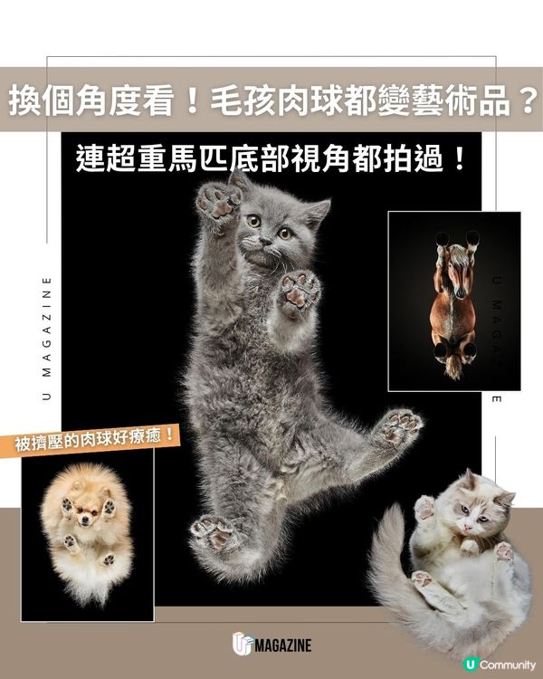 換個角度看！毛孩肉球都變藝術品？連超重馬匹底部視角都拍過！                                    