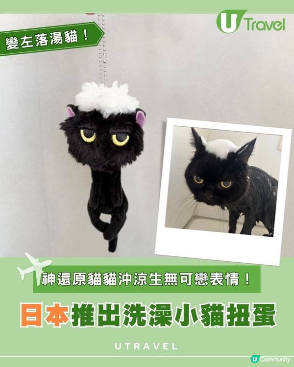 貓奴必入！日本Qualia推「洗澡後的小貓」毛絨扭蛋                                    