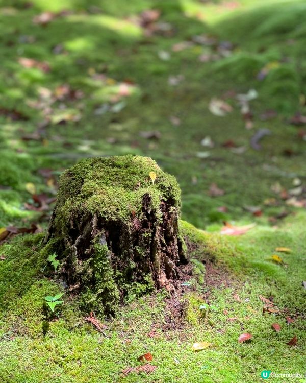 京都西芳寺💚翠綠苔寺🌿🌞參觀攻略