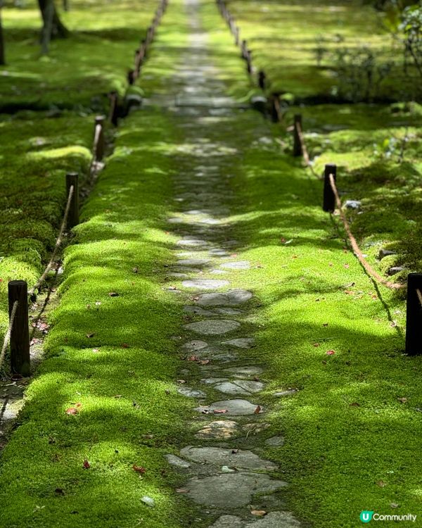 京都西芳寺💚翠綠苔寺🌿🌞參觀攻略