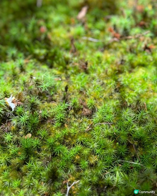 京都西芳寺💚翠綠苔寺🌿🌞參觀攻略