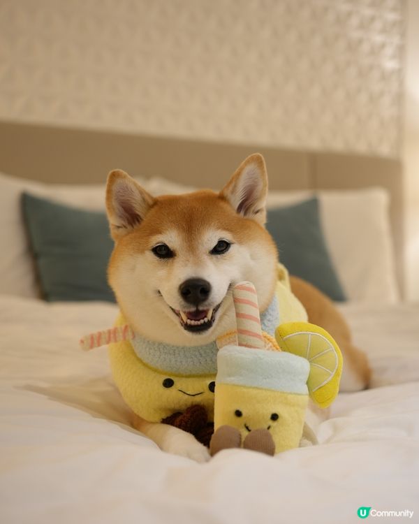 🧺帶毛孩去Dogcation🏨
