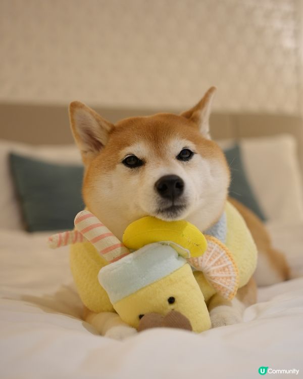 🧺帶毛孩去Dogcation🏨